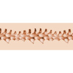 FLESHLIGHT FANTASY - EVIE AKASHIYA VAGINA - Imagen 3