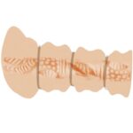 CRAZY BULL - MASTURBADOR CON ANILLOS MODELO VAGINA 2 - Imagen 4