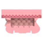 FLESHLIGHT - QUICKSHOT STAMINA TRAINING UNIT LADYBUTT - Imagen 4